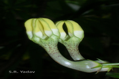 Ceropegia evansii